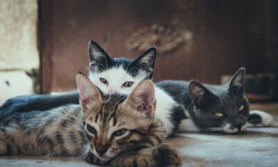World's Most Cute Cats