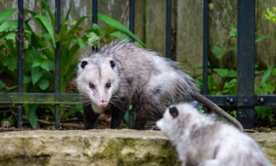 Possum VS Opossum