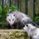 Possum VS Opossum