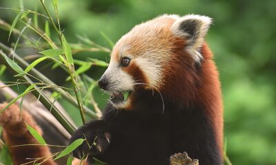 Why red pandas are not pets