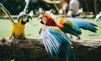 Breeding Parrots