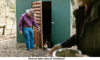 How to take care of chickens?